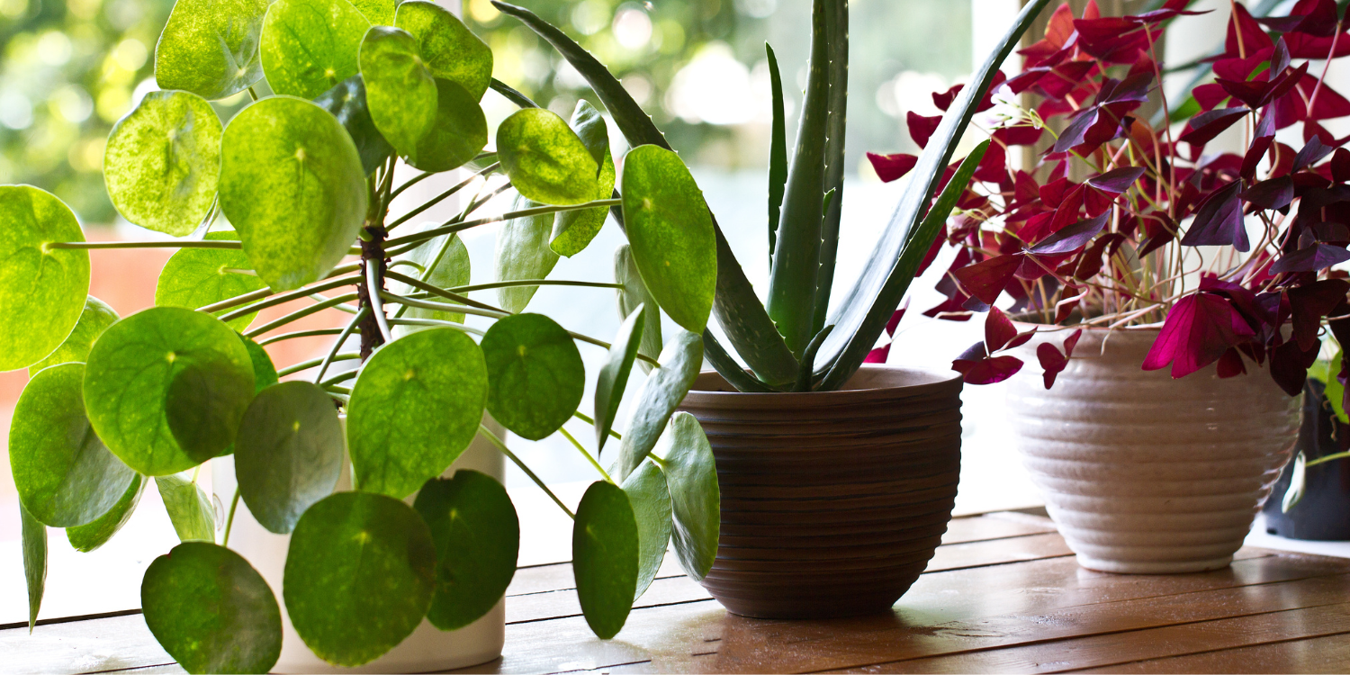 Several Plants Near A Window On A Table - 