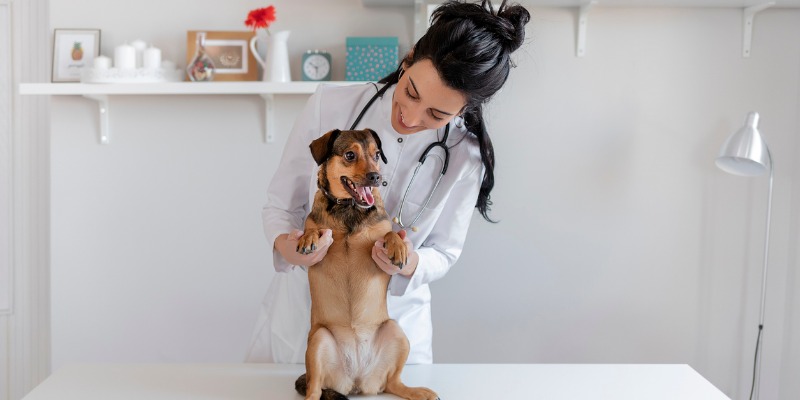 veterinarian checking on puppy