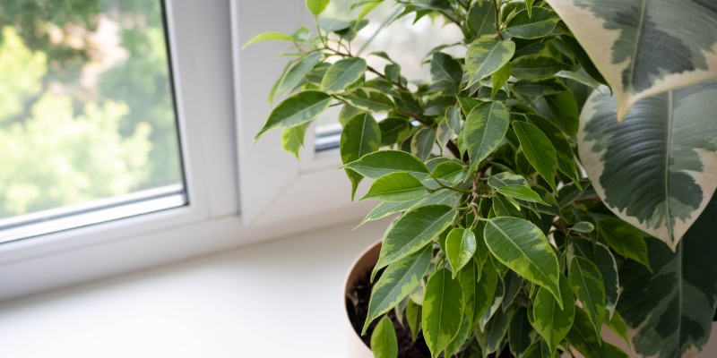 Ficus In A Pot On A Bright Windowsill - What is a heat recovery ventilation (HRV) system?  